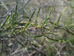 Sivun Asparagus calcicola H. Perrier kuva