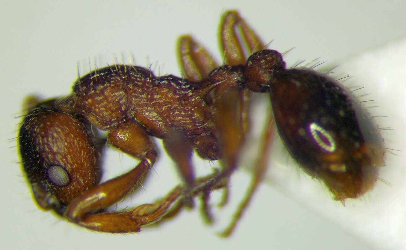 Image of Myrmica hellenica Finzi 1926