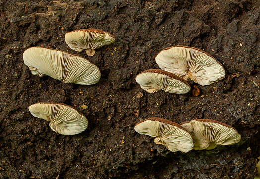 Image of <i>Crepidotus fuscovelutinus</i>