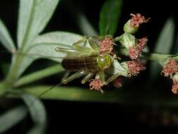 Sivun Eugryllacris japonica (Matsumura, S. & Shiraki 1908) kuva