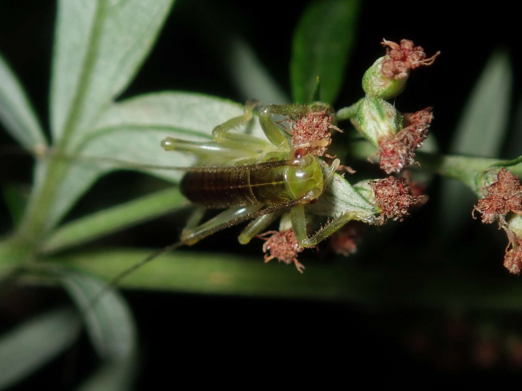 Image of Eugryllacris japonica (Matsumura, S. & Shiraki 1908)