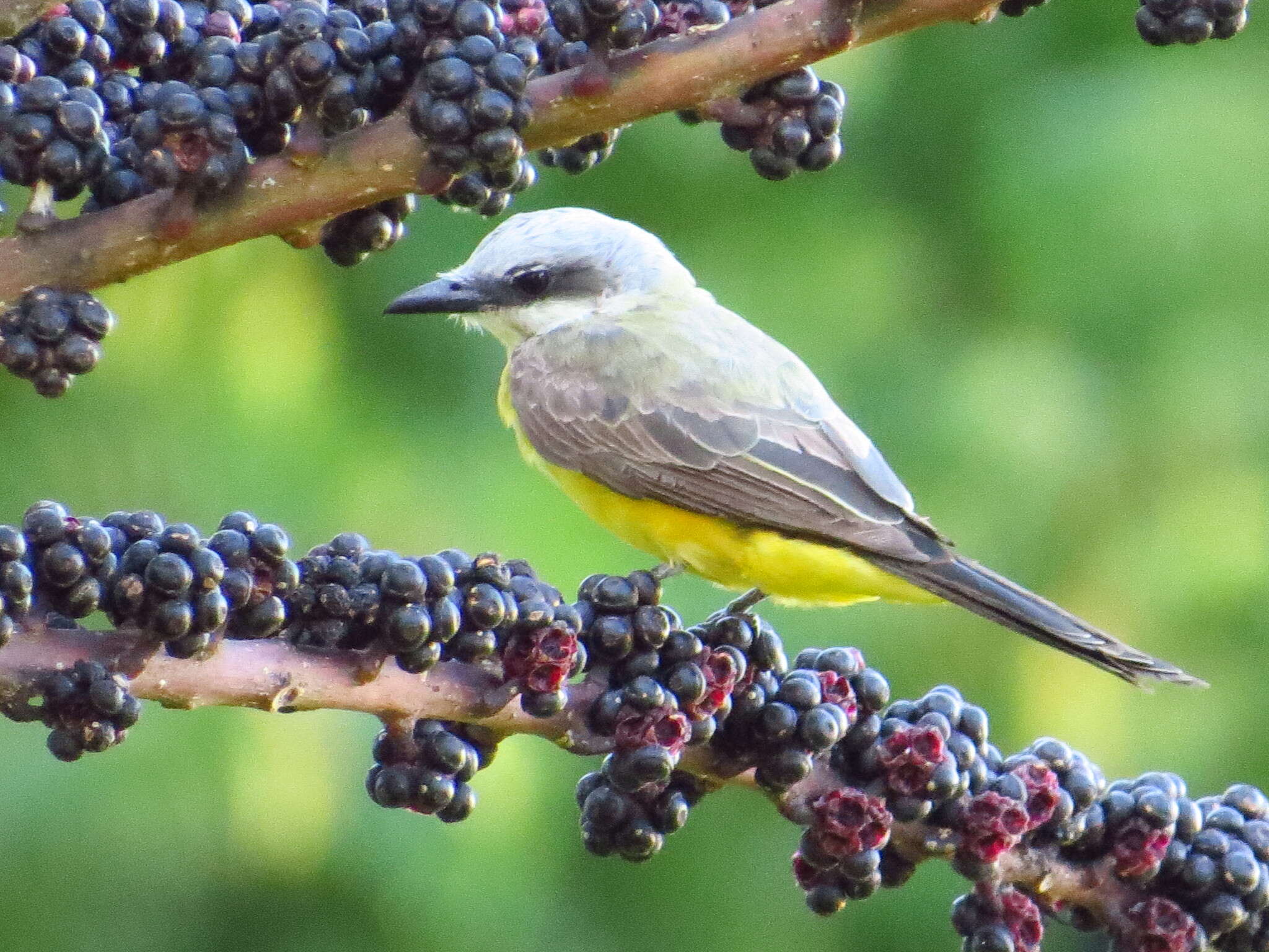 Tyrannus albogularis Burmeister 1856的圖片