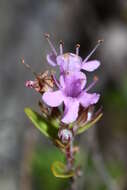 Imagem de Thymus komarovii Serg.