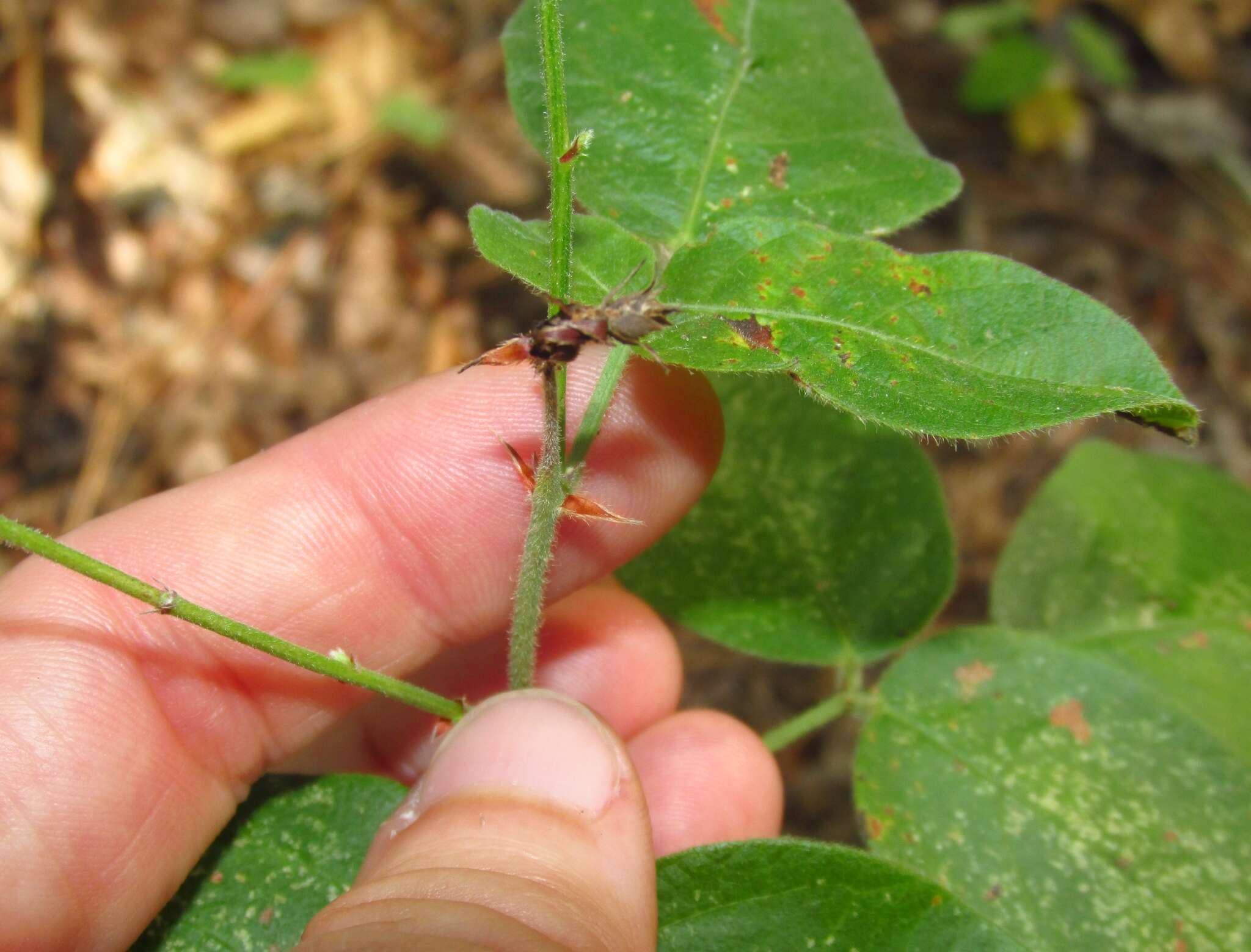 Image of Nuttall's ticktrefoil