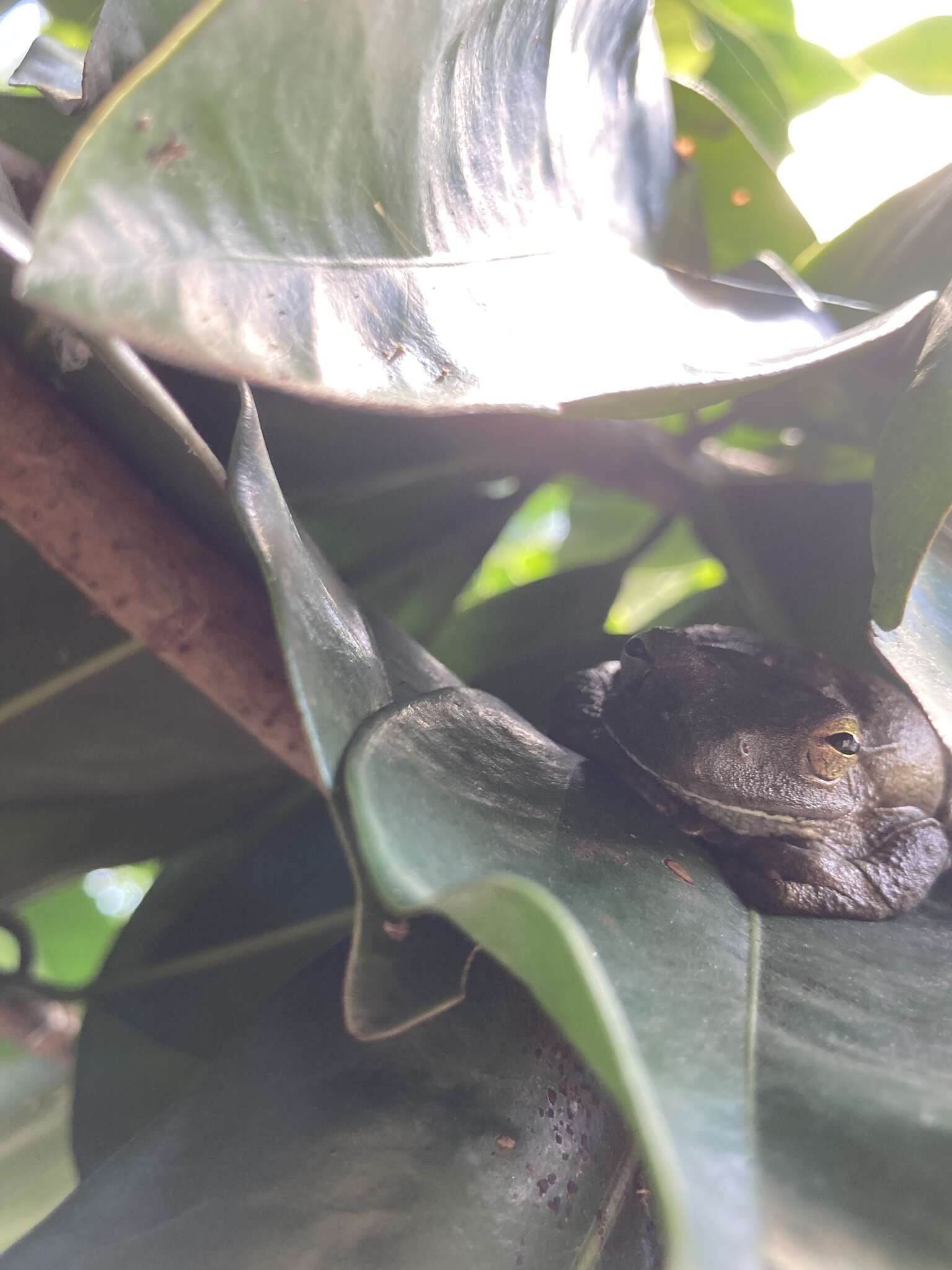 Image of Veragua Cross-banded Treefrog