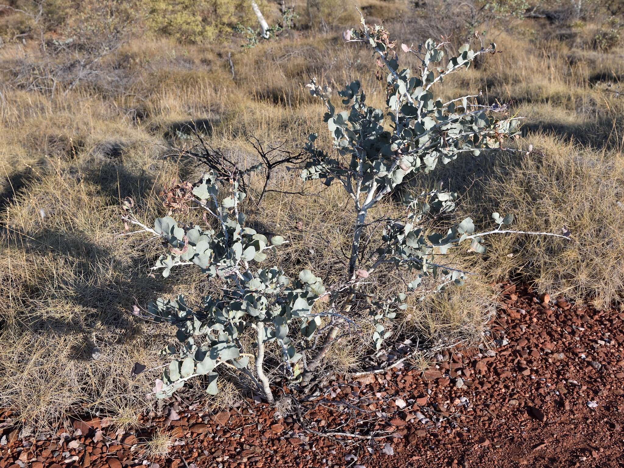 Image of Acacia pyrifolia DC.