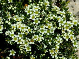 Image of Diosma aspalathoides Lam.