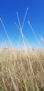 Plancia ëd Dichanthium queenslandicum B. K. Simon