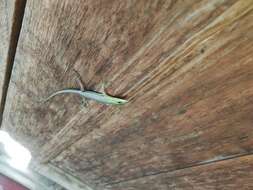 Image of Emerald Skink