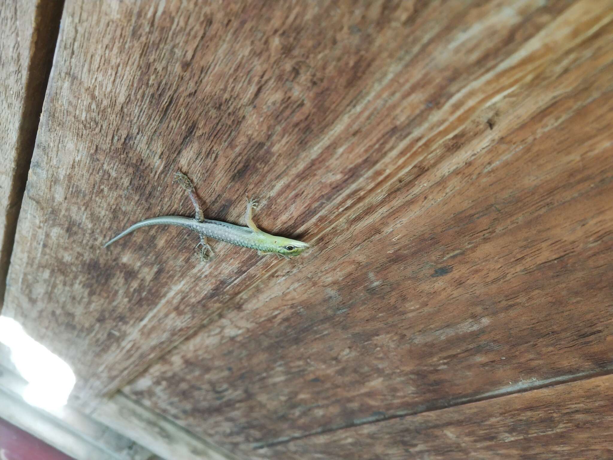 Image of Emerald Skink