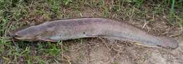 Image of African Catfish