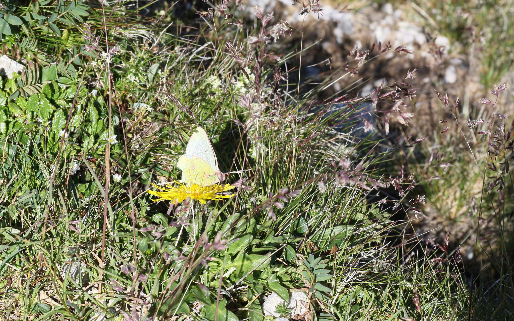 Image of Mountain Clouded Yellow