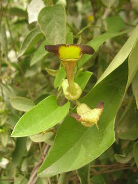 Image of Aristolochia birostris Duch.