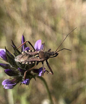 Plancia ëd Rhynocoris erythropus (Linnaeus 1767)