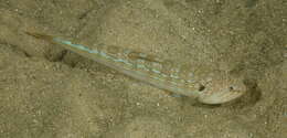 Image of Snakefish