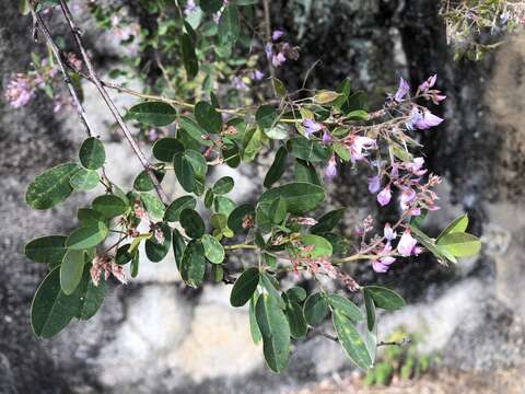 Image of Campylotropis macrocarpa (Bunge) Rehder