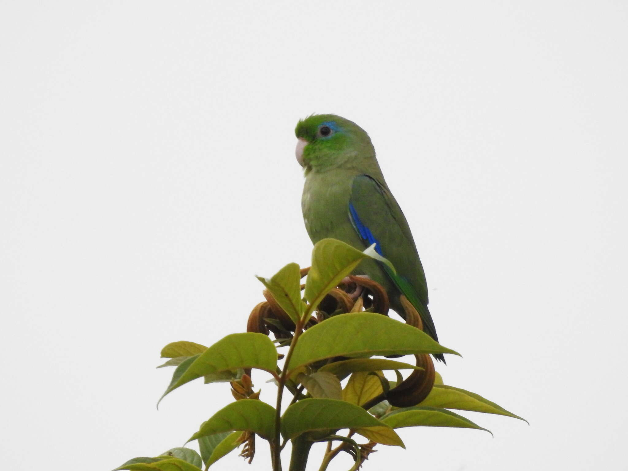 صورة Forpus conspicillatus (Lafresnaye 1848)