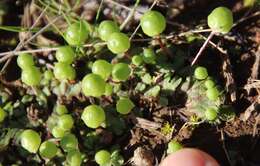 Image of Asterella palmeri (Austin) Underw.