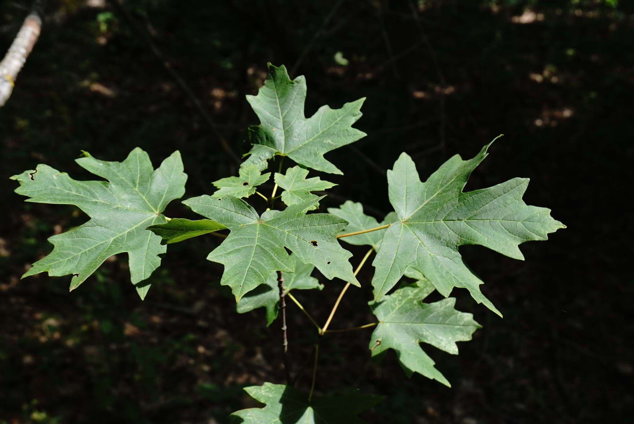 Acer hyrcanum subsp. stevenii (Pojark.) E. Murray的圖片