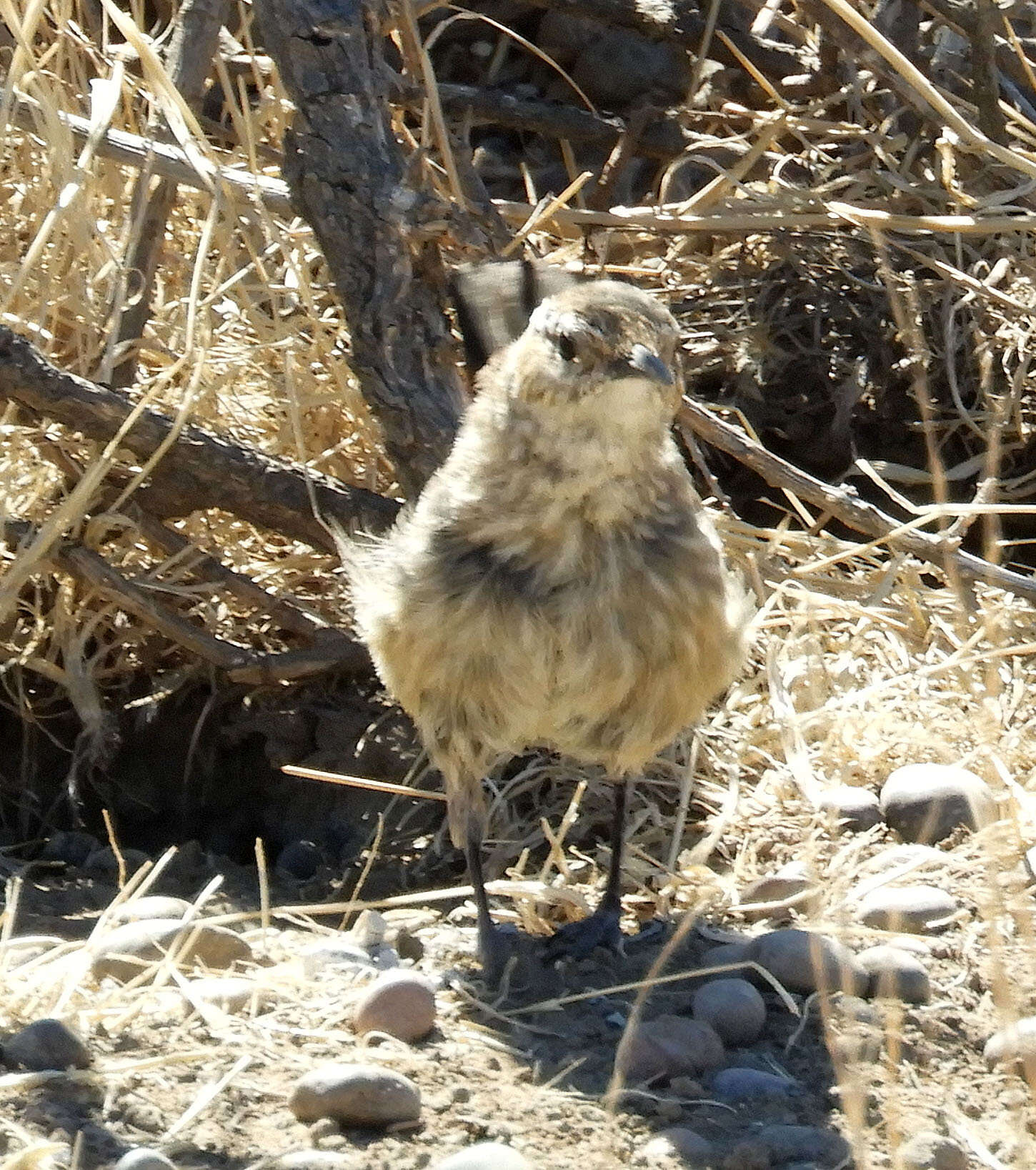 Image of Band-tailed Earthcreeper