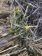 Image of Senecio littoralis Gaud.