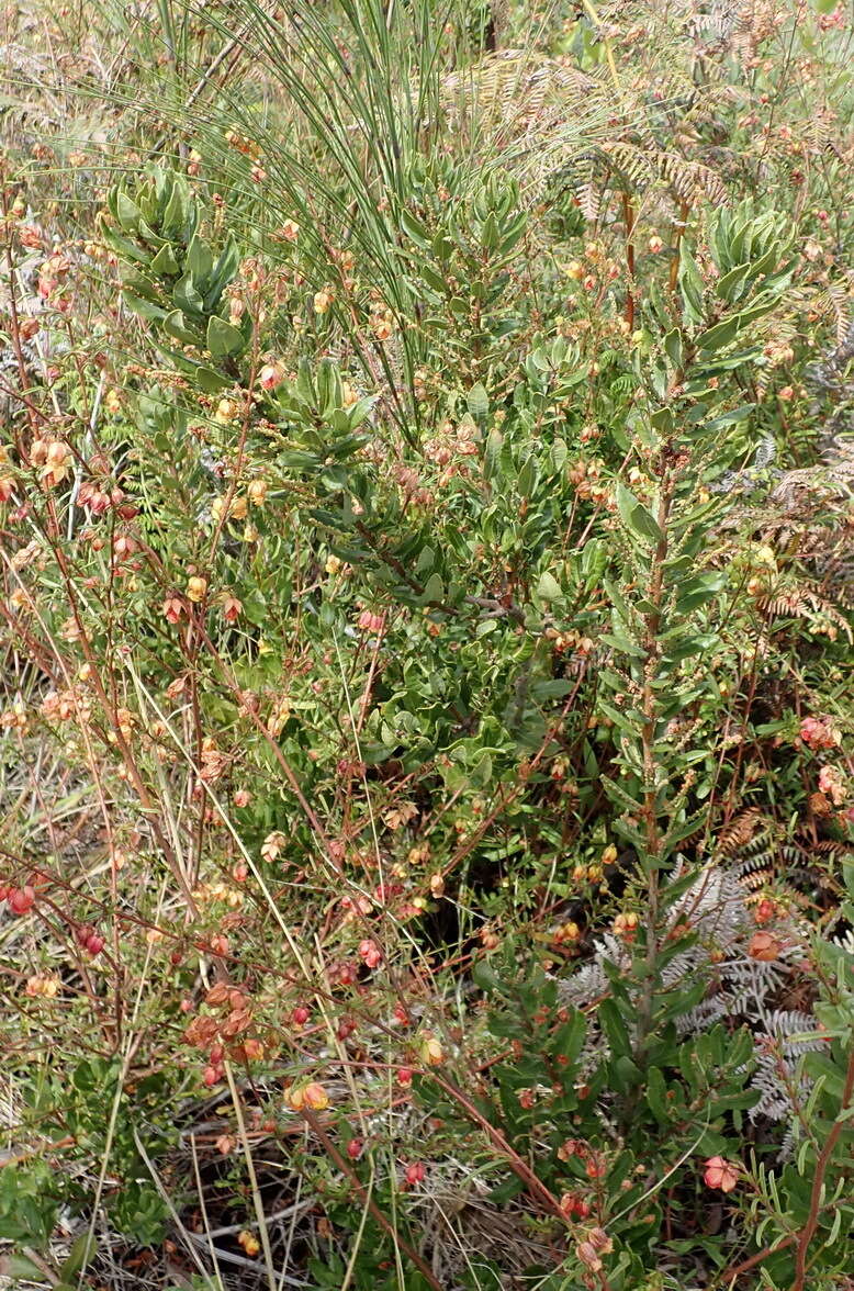 Image of Morella humilis (Cham. & Schltdl.) D. J. B. Killick