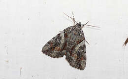 Image of Wonderful Underwing