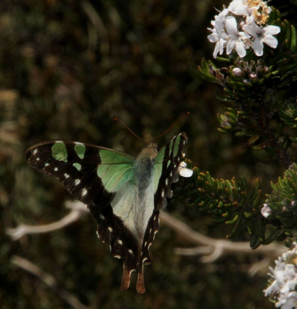 Image of Westringia senifolia F. Muell.