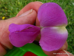 Image of Hawaiian Fish Poisoning Plant