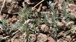 Sivun Astragalus humistratus A. Gray kuva