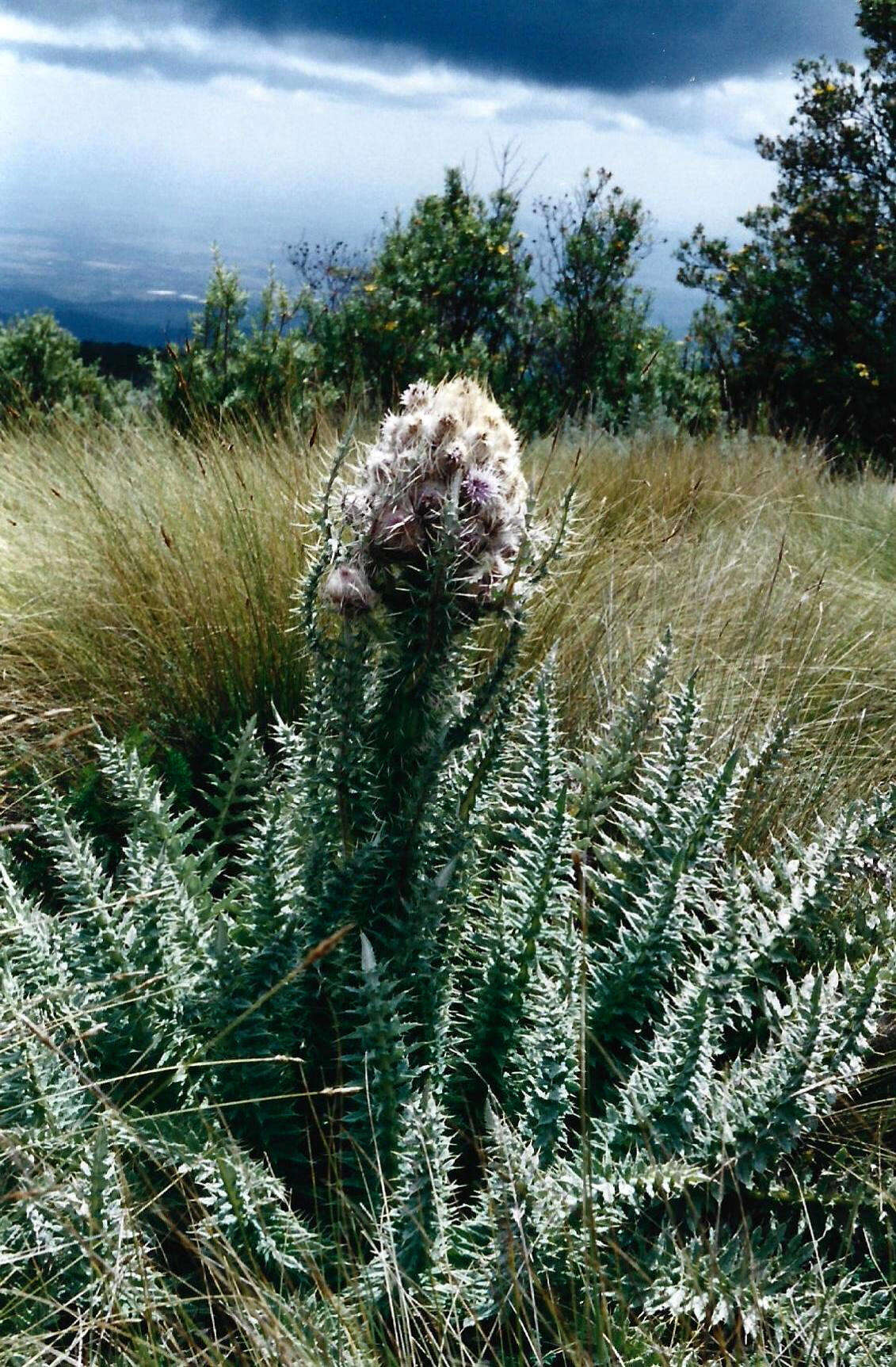 Слика од Carduus keniensis R. E. Fr.