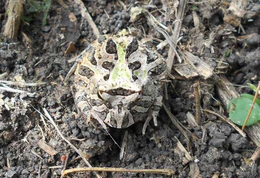 Image de Ceratophrys calcarata Boulenger 1890