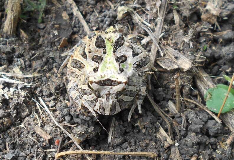 Imagem de Ceratophrys calcarata Boulenger 1890