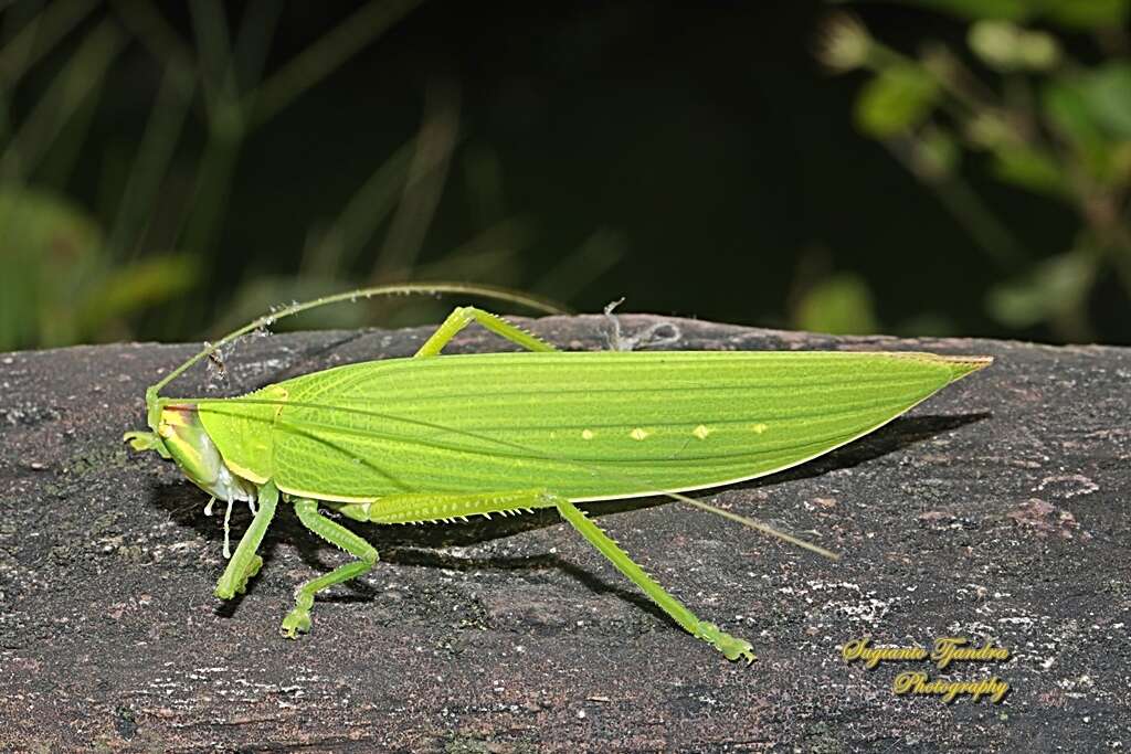 Image de Climacoptera parallela (Walker & F. 1869)