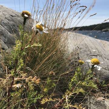 Image of scentless false mayweed