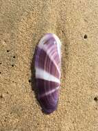 Image of sunset razor clam