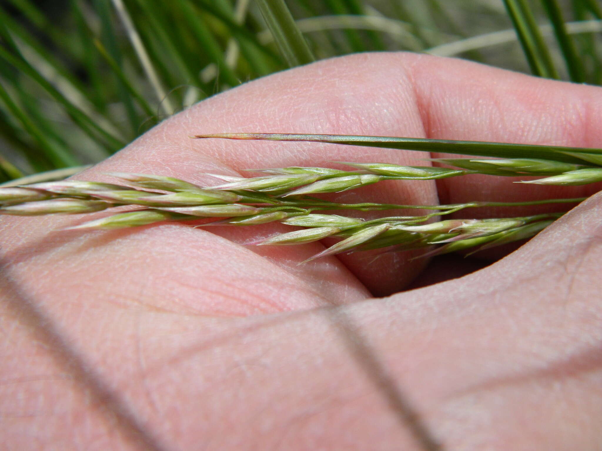 Imagem de Festuca campestris Rydb.