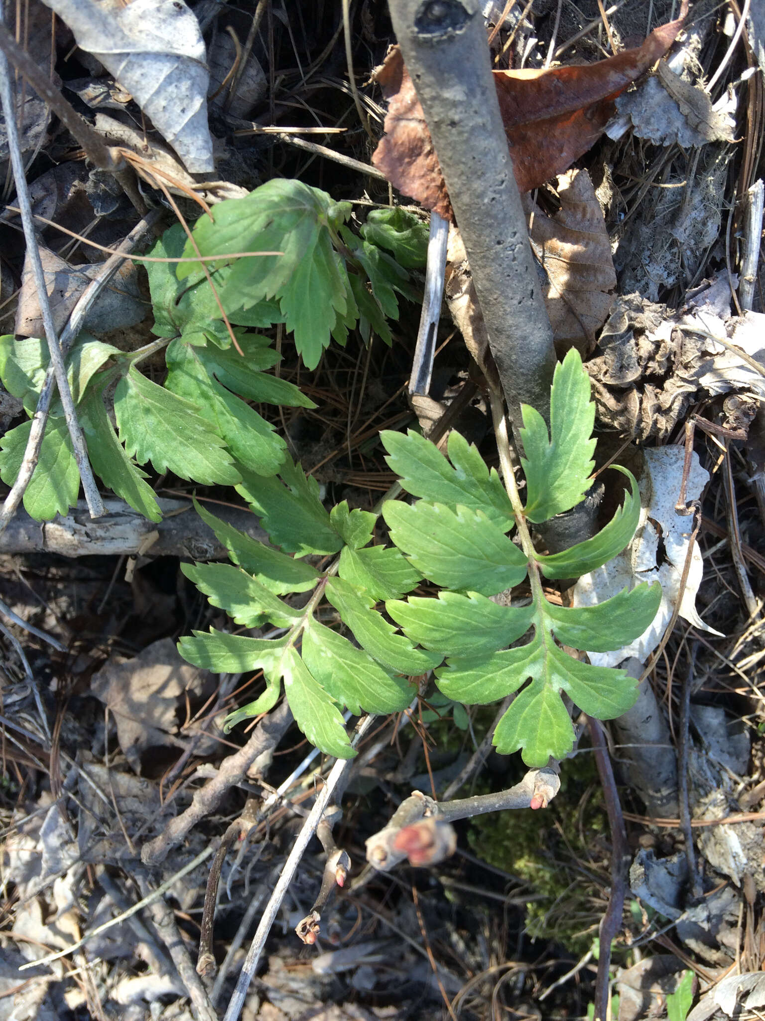 Image of eastern waterleaf