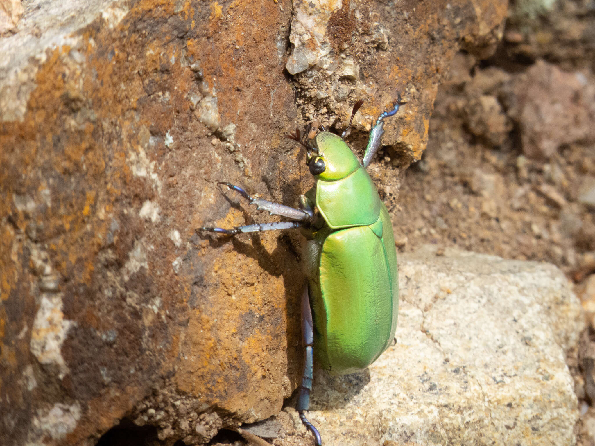 Imagem de Chrysina beyeri (Skinner 1905)