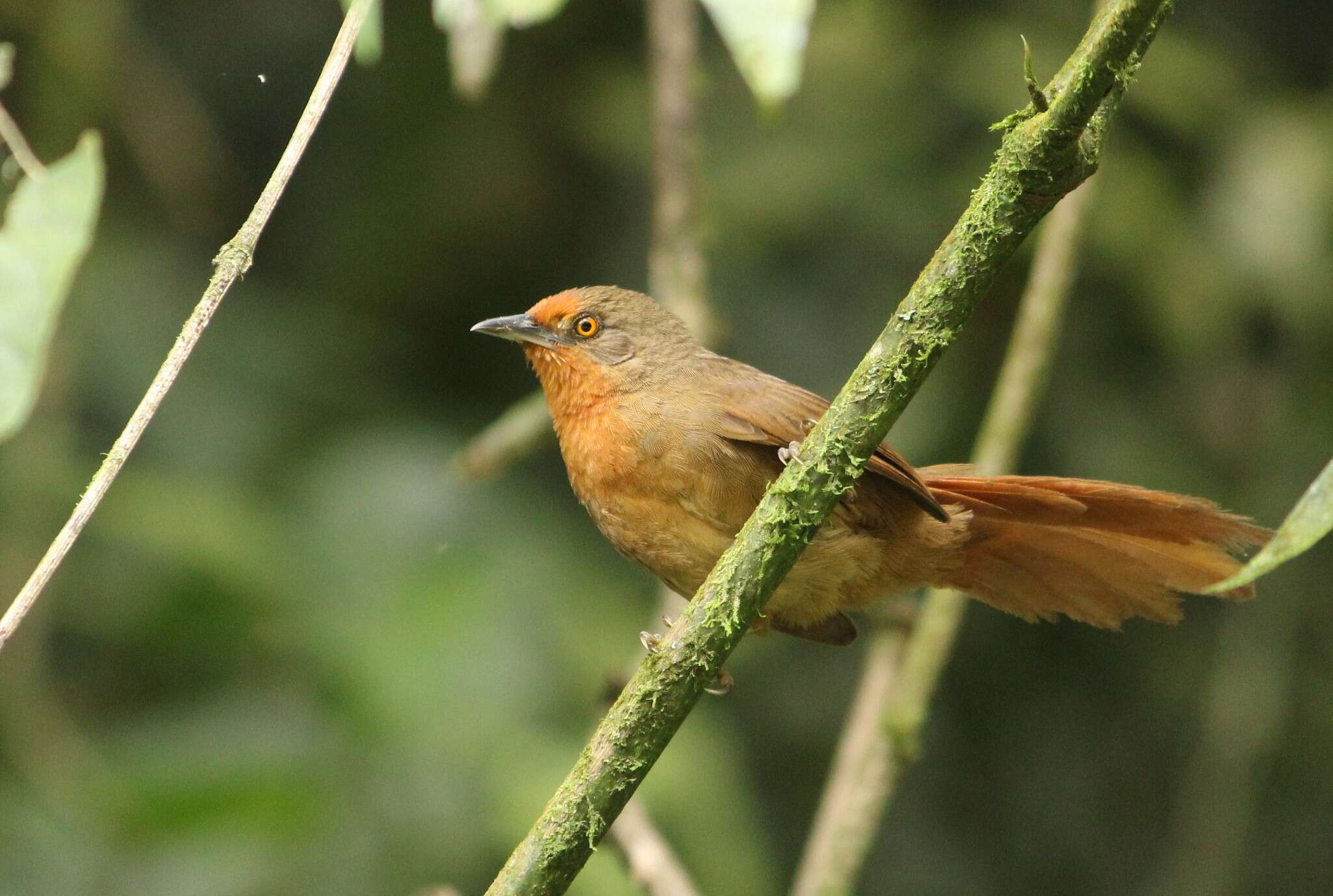 Imagem de João-botina-da-mata