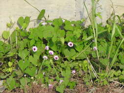 Image of Ipomoea grandifolia (Damm.) O'Donell