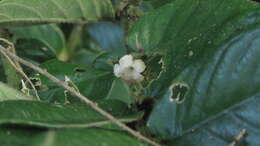 Image of Lasianthus attenuatus var. attenuatus