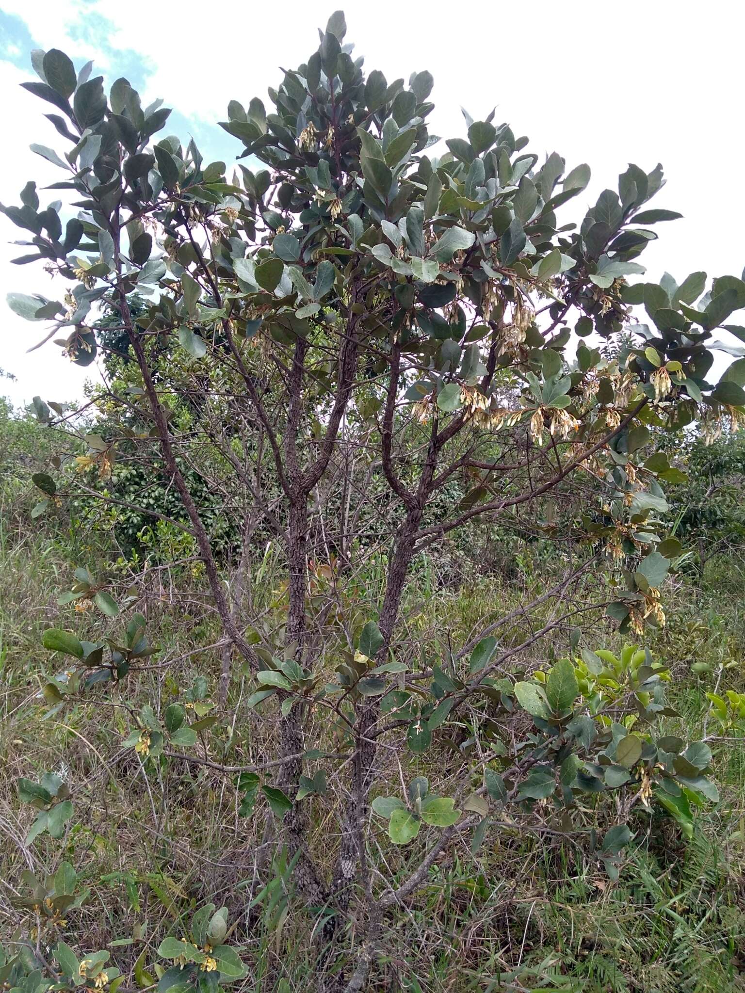 Image of Styrax ferrugineus Nees & Mart.