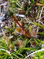 Image of New Zealand sundew