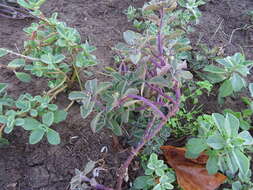 Image de Plectranthus neochilus Schltr.