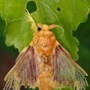 Image of Barisania honeyi