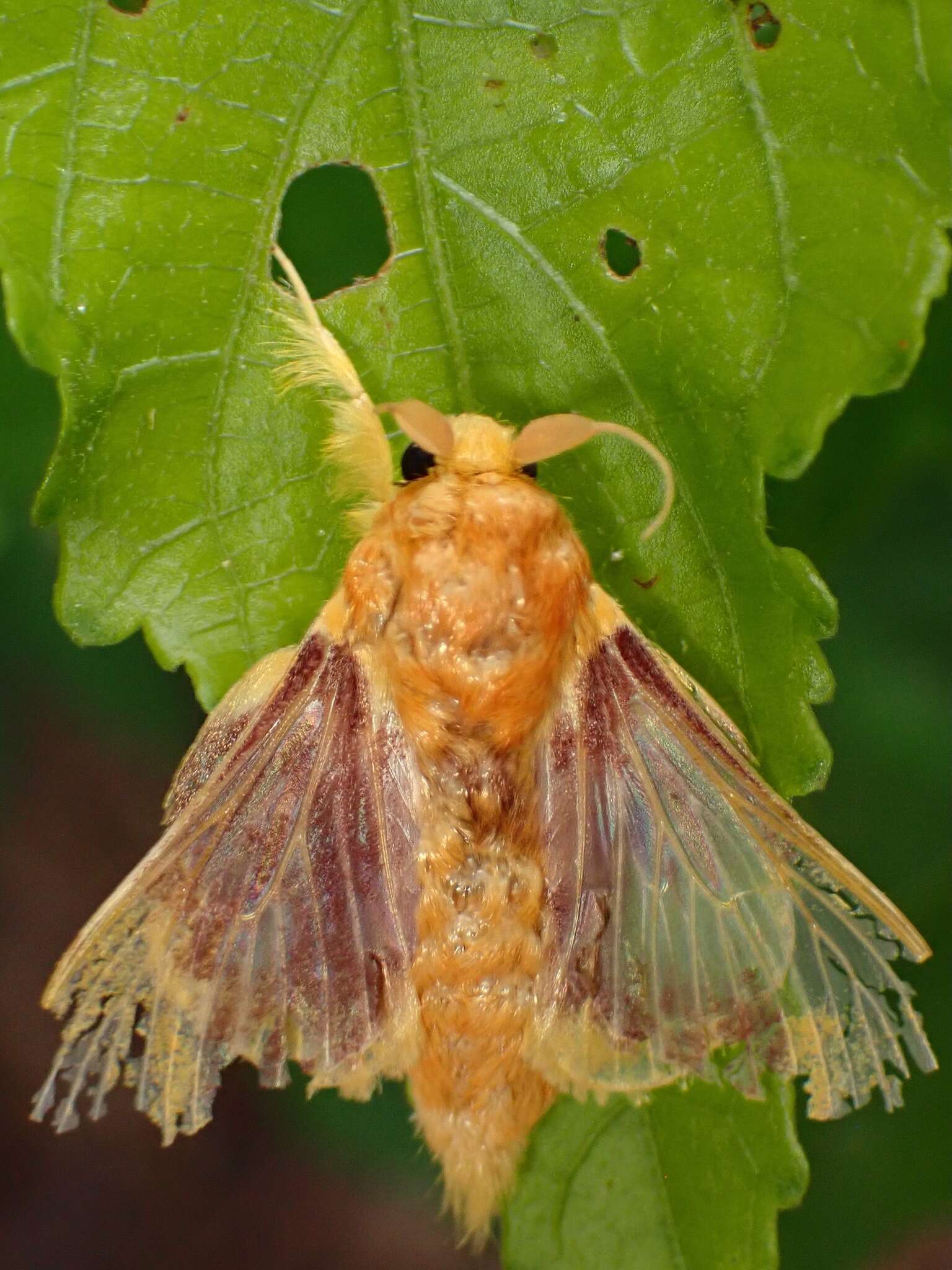Image of Barisania honeyi