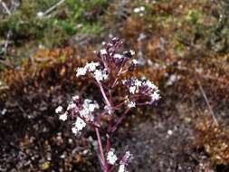 Image of Valeriana pilosa Ruiz & Pav.