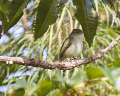 Zimmerius bolivianus (d'Orbigny 1840)的圖片