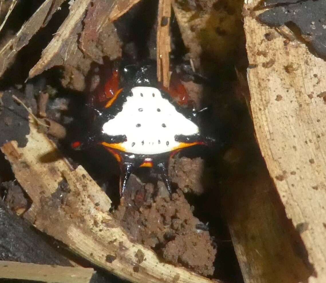 Image of Gasteracantha crucigera Bradley 1877